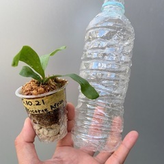 ビカクシダ　Alcicolne ver.Africa　の画像