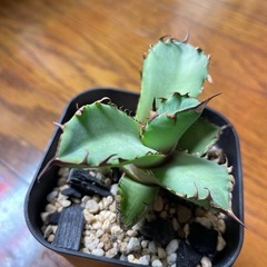 あアガベの画像