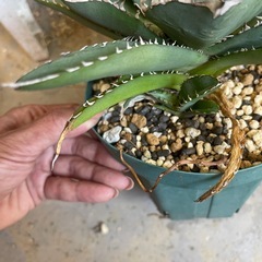 アガベの画像