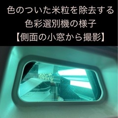 新米‼️2025年「にこまる米」玄米30 kg 色彩選別済みの画像