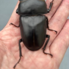 能勢産SRオオクワガタ　87mmオス単品の画像