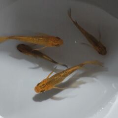メダカ 竜章鳳姿 4匹セット 1000円 【無人販売】の画像