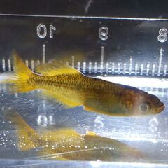 メダカ 竜章鳳姿 4匹セット 1000円 【無人販売】の画像