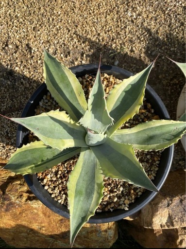 オバティフォリア　オルカ