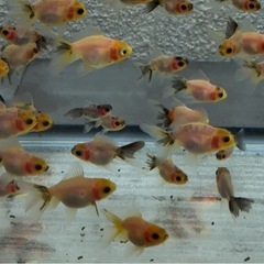 金魚 
ローズテールオランダ2～4cm前後の画像