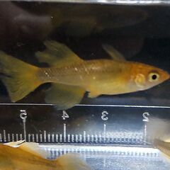 メダカ 竜章鳳姿 4匹セット 1000円 【無人販売】の画像