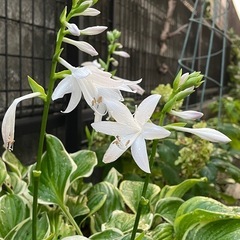 〔お話中です〕ギボウシ(フェスタ)大株の抜き苗の画像