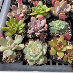🌵多肉植物X　　1ポット100円の画像