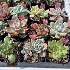 🌵多肉植物X　　1ポット100円の画像