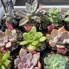 🌵多肉植物X　　1ポット100円の画像