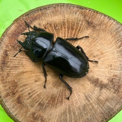 能勢産SRオオクワガタ　現レコードホルダーhxbwh999氏飼育個体　♂86.0mm ♀55.5mm ペアの画像