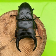 能勢産SRオオクワガタ　現レコードホルダーhxbwh999氏飼育個体　♂86.0mm ♀55.5mm ペアの画像