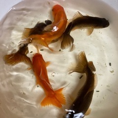 金魚お譲りします❗️の画像