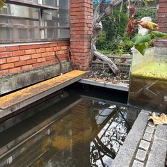 錦鯉の画像