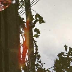 錦鯉の画像