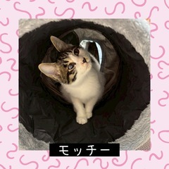 もっちもちの手触り❤️モッチー