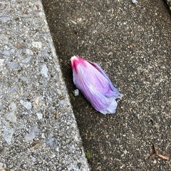 写真部を千葉で発足しませんか。芸術の秋。冬になりました。