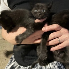 子猫ちゃん達の家族になってくれる人探してます。