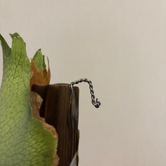 ビカクシダ　ビーチーの画像