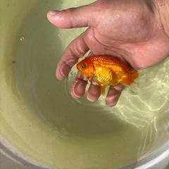 宇野系らんちゅう当歳10センチくらいの画像