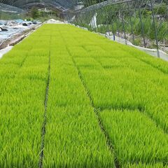 2025年新米‼️精米10kg‼️品種：キヌヒカリ‼️の画像
