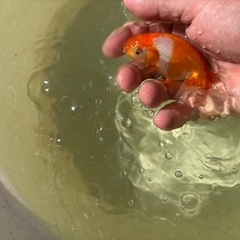 宇野系更紗らんちゅう当歳10センチくらいの画像