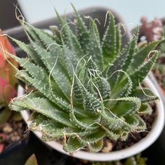 多肉植物　アロエ.アリスタータの画像