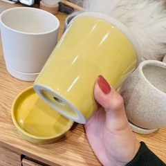 観葉植物の鉢　の画像