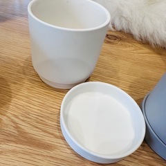 観葉植物の鉢　の画像