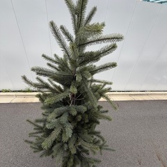 大型　クリスマスツリー　 サイズ　約180×90cmの画像