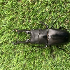 ギラファノコギリクワガタ成虫♂単の画像