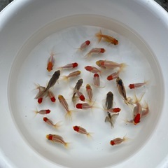 金魚 丹頂、ジャンボオランダ 当歳 2025年の画像
