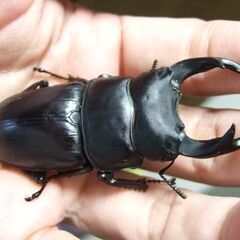 三重県産オオクワガタ F1 ♂68.2ミリ ♀45.6ミリ ペアの画像