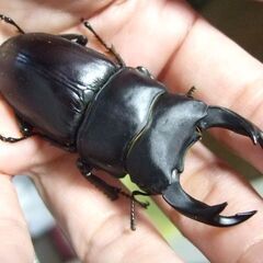 三重県産オオクワガタ F1 ♂68.2ミリ ♀45.6ミリ ペアの画像