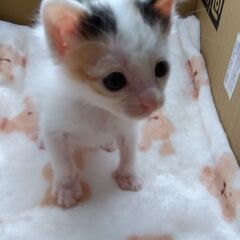 10/1頃生　三毛女の子里親さん募集します🐈