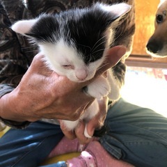 1ヶ月くらい前に保護しました。届け済み 飼い主不在