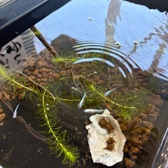 メダカ販売中‼️