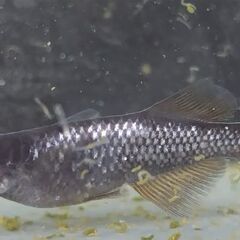 メダカ  お取先決定　【橙】　若魚2ペアの画像