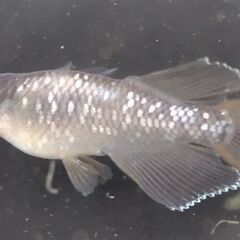 メダカ  お取先決定　【橙】　若魚2ペアの画像