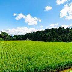 登米市産 新米 ひとめぼれ 一等米 玄米30kgの画像