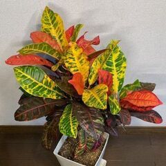 観葉植物（クロトン）の画像