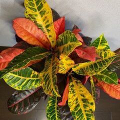 観葉植物（クロトン）の画像