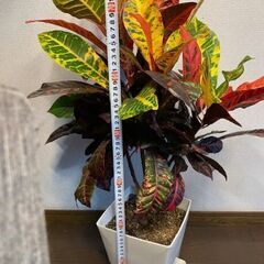 観葉植物（クロトン）の画像