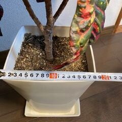 観葉植物（クロトン）の画像