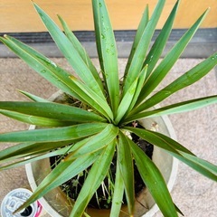 ユッカグロリオサ（君が代ラン）③の画像