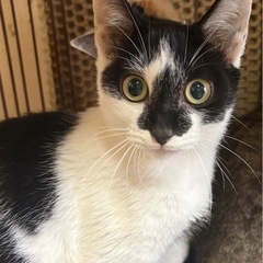 白黒,ミケ,茶キジ 里親様募集🐱
