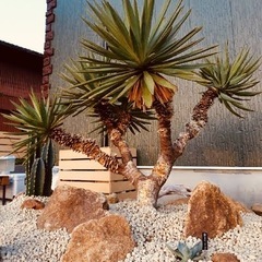 ユッカグロリオサ（君が代ラン）④の画像