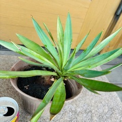 ユッカグロリオサ（君が代ラン）④の画像