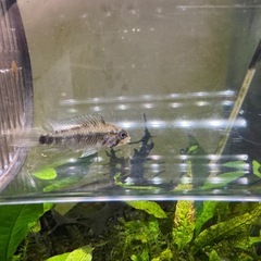 Ap.cf.レスティクローサ（ワイルド）の稚魚5匹_____20251025.の画像
