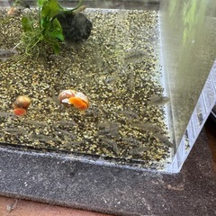 Ap.cf.レスティクローサ（ワイルド）の稚魚5匹_____20251025.の画像